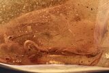 Fossil Caddisfly (Trichoptera) and Larvae (Diptera) in Baltic Amber #278712-1